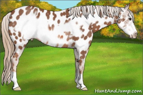 Horse Color: Chestnut Frame Near Leopard Rabicano 