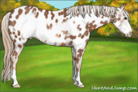 Horse Color:Chestnut Frame Appaloosa Rabicano 