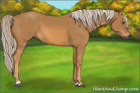 Horse Color:Gray Palomino