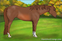 Horse Color:Liver Chestnut 