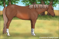 Horse Color:Liver Chestnut 