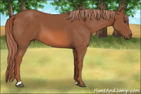 Horse Color:Liver Chestnut 