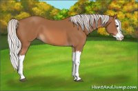 Horse Color:Silver Bay Splash 