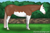 Horse Color:Liver Chestnut Splash 