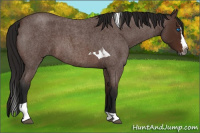 Horse Color:Gray Bay Roan Splash Tobiano 