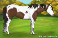 Horse Color:Gray Bay Splash Tobiano 
