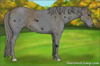 Horse Color:ERROR: UNKNOWN ANOMALY