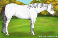 Horse Color:White Spotted Bay Splash Tobiano Frame 