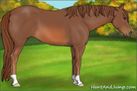 Horse Color:Liver Chestnut 