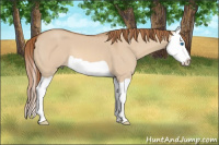 Horse Color:Red Dun Splash 