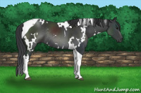 Horse Color:White Spotted Brown Tobiano Rabicano 