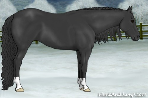 Horse Color: Bay 