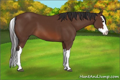Horse Color:Bay Splash