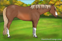 Horse Color:Chestnut 