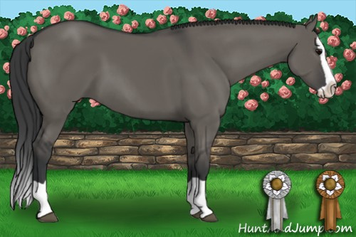 Horse Color: Brown Dun Splash 