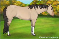 Horse Color:Bay Dun Tobiano 
