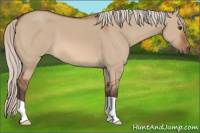 Horse Color:Silver Bay Dun 