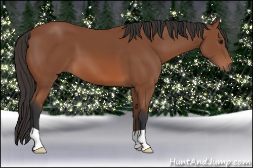 Horse Color: Bay 