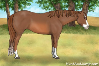 Horse Color:Unknown 