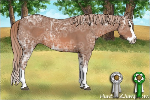 Horse Color: Liver Chestnut Ice Sabino Splash 