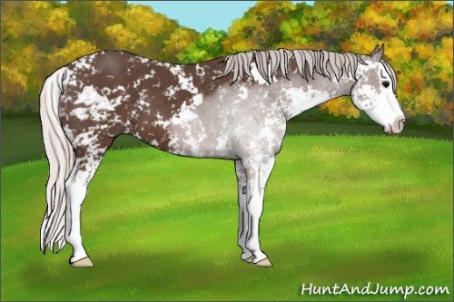 Horse Color: Unknown 