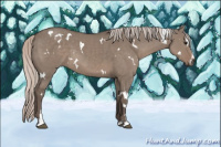 Horse Color:White Spotted Silver Grullo Sabino 