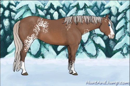 Horse Color: White Spotted Silver Black Sabino Splash 