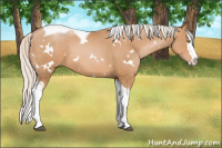 Horse Color:White Spotted Silver Bay Pearl Splash Tobiano