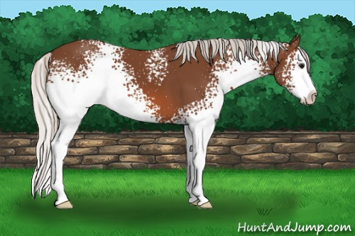 Horse Color: White Spotted Silver Bay Splash 