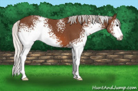 Horse Color:White Spotted Silver Bay Splash