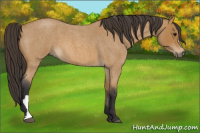Horse Color:Buckskin Roan 