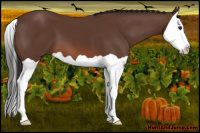 Horse Color:Bay Splash 