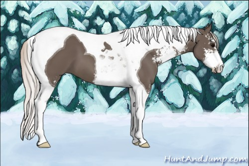 Horse Color: Silver Black Sabino Tobiano 
