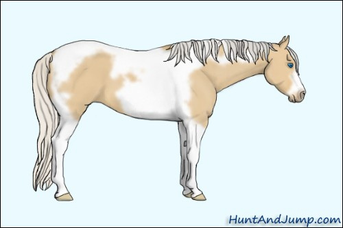 Horse Color: Silver Buckskin Dun Tobiano Frame 