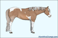 Horse Color:Silver Brown Dun Sabino Splash Tobiano 