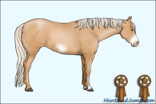 Horse Color: Silver Bay Pearl Sabino Frame 