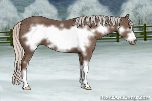 Horse Color: Silver Black Sabino Frame 