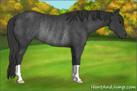 Horse Color:Brown Rabicano 