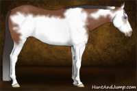 Horse Color:Bay Splash Frame