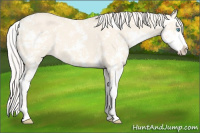 Horse Color:Cremello Dun Sabino 