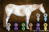 Horse Color:Gray White Spotted Perlino Dun Sabino 