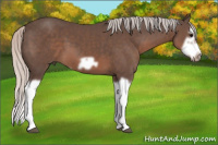 Horse Color:Silver Brown Splash Frame