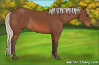 Horse Color:Silver Bay Rabicano