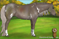 Horse Color:White Spotted Silver Black Tobiano 