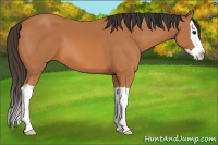Horse Color:Bay Splash 