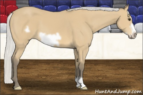 Horse Color: Silver Buckskin Frame 