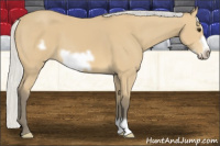 Horse Color:Silver Buckskin Frame