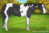 Horse Color:Black Splash Tobiano 
