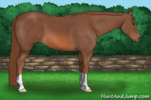 Horse Color: Chestnut 