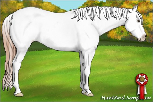 Horse Color: Liver Chestnut Near Leopard 